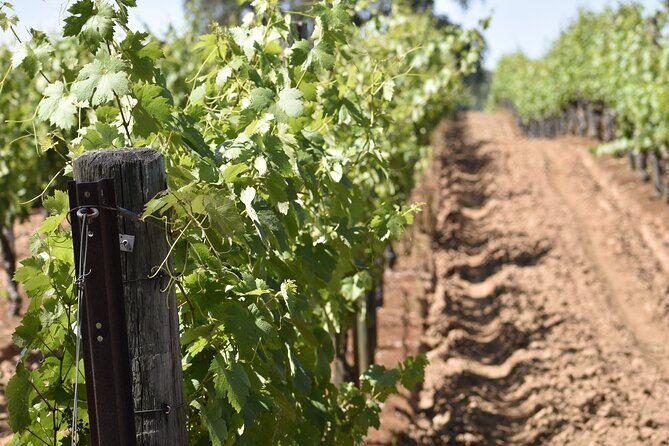 Private, Customized Napa Valley Wine Tasting Tour 6To14 passenger - The Breakdown: What To Expect