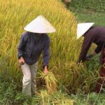 Private Cycling Tour in Rural Hue with Farming Experience - A Closer Look at the Itinerary and What to Expect