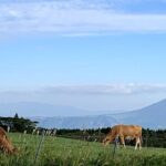 PRIVATE Day MiniBUS Tour to Mt.Aso & Kumamoto Castle from Fukuoka - Why This Tour Works for Travelers