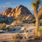 Private Day Tour to Joshua Tree National Park from San Diego - Practical Details and Value