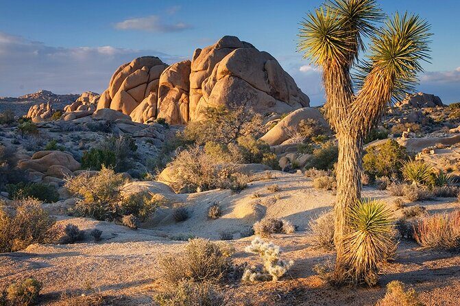 Private Day Tour to Joshua Tree National Park from San Diego - Practical Details and Value