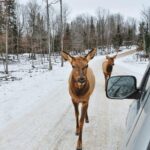 Private day tour to wildlife Parc Omega and Montebello lodge from Montreal - Visiting Omega Park: Up Close with Canadian Wildlife