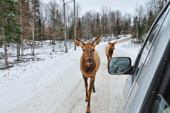 Private day tour to wildlife Parc Omega and Montebello lodge from Montreal - Visiting Omega Park: Up Close with Canadian Wildlife