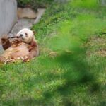 Private Day Tour: Xi'an PandaQI ZAIand City Highlights - Who Would Enjoy This Tour?