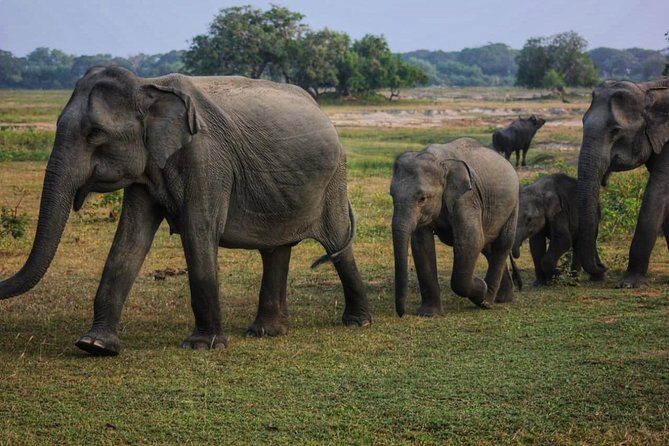 Private Day Tour: Yala National Park Safari Tour from Galle & Weligama - Why This Tour Stands Out