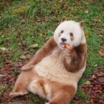 Private Day Tour:Xi'an PandaQI ZAI and Terracotta Warriors Museum - The Practical Side: What You Should Know