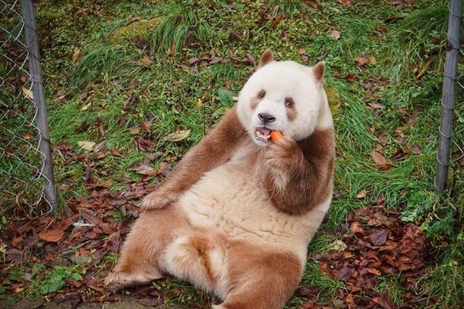 Private Day Tour:Xi'an PandaQI ZAI and Terracotta Warriors Museum - The Practical Side: What You Should Know