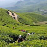 Private Day Trip to Munnar from Kochi (Cochin) - A Detailed Look at the Munnar Private Day Trip
