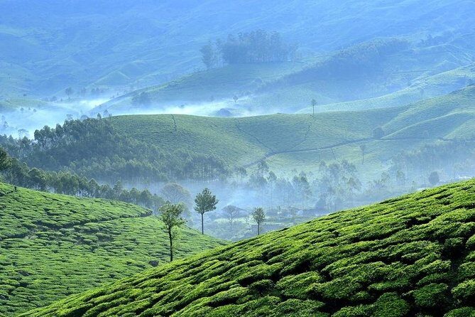 Private Day Trip to Munnar from Kochi (Cochin) - What Travelers Say About This Tour