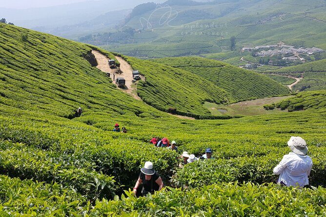 Private Day Trip to Munnar from Kochi (Cochin) - A Detailed Look at the Munnar Private Day Trip