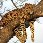 Private Day Trip to Yala National Park from Colombo - An In-Depth Look at the Yala National Park Day Trip