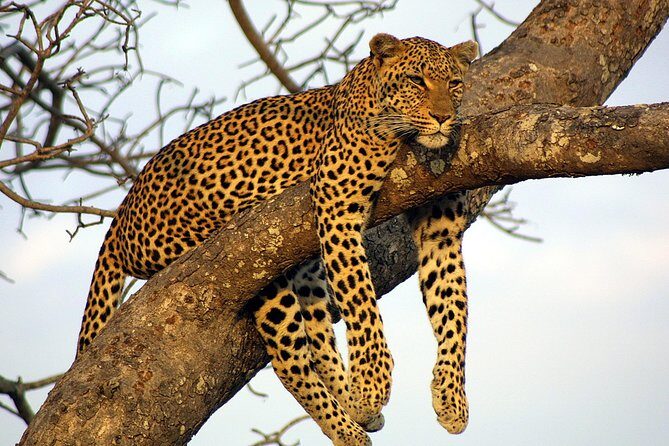 Private Day Trip to Yala National Park from Colombo - An In-Depth Look at the Yala National Park Day Trip