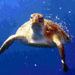 Private diving on shared trip at Racha Noi and Racha Yai from Phuket incl. lunch - A Complete Dive Into the Phuket Experience