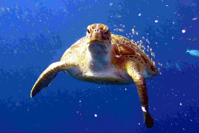 Private diving on shared trip at Racha Noi and Racha Yai from Phuket incl. lunch - A Complete Dive Into the Phuket Experience