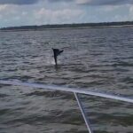 Private Dolphin Boat Tour in Hilton Head Island - Why It’s a Great Choice