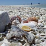 Private Dolphin, Shelling and Birding Tour - Who Would Enjoy This Tour?