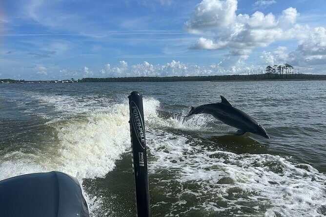 Private Dolphin Sightseeing Excursion - Who Should Consider This Tour?