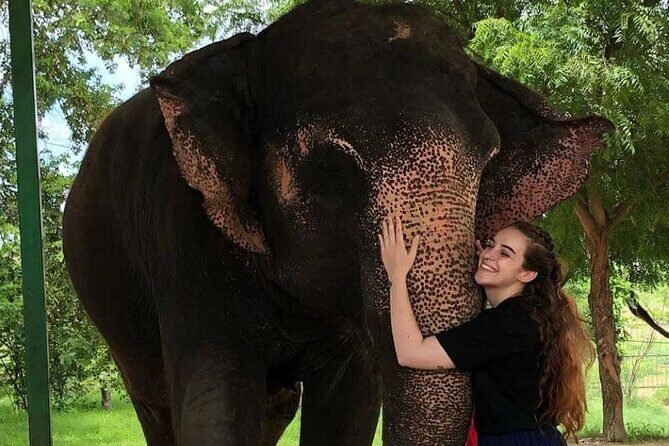 Private Elephant Sanctuary - Who Will Love This Tour?