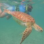 Private Experience in Akumal with Snorkeling - The Sum Up