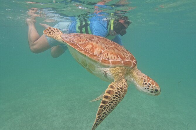 Private Experience in Akumal with Snorkeling - The Sum Up