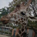Private Family Day Tour in Guangzhou to Grandview Aquarium and Guangzhou Zoo - An In-Depth Look at What You’ll Experience