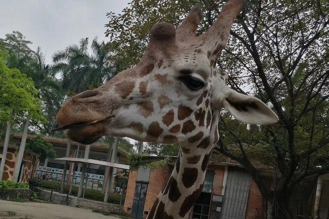 Private Family Day Tour in Guangzhou to Grandview Aquarium and Guangzhou Zoo - An In-Depth Look at What You’ll Experience