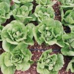 Private Farm Workshop in Napa Valley - A Balanced View: The Value of the Napa Farm Workshop