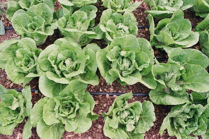 Private Farm Workshop in Napa Valley - A Balanced View: The Value of the Napa Farm Workshop