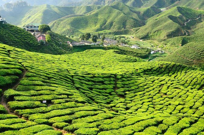 Private Full-Day Cameron Highlands Nature Tour from Kuala Lumpur - Who Is This Tour Best Suited For?