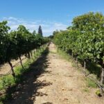 Private Full-Day Napa Wine Tour in a Luxury Vehicle - Who Will Appreciate This Tour?