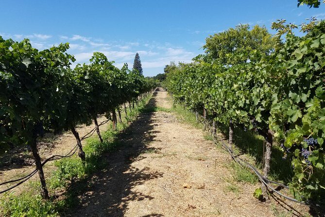 Private Full-Day Napa Wine Tour in a Luxury Vehicle - Who Will Appreciate This Tour?