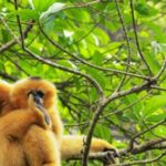 Private Full Day Tam Coc, Cuc Phuong National Park W/ Lunch - In-Depth Review of the Tour Experience