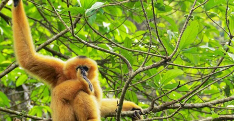 Private Full Day Tam Coc, Cuc Phuong National Park W/ Lunch - In-Depth Review of the Tour Experience