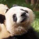 Private Full-Day Tour: Chengdu City Highlights - Who Will Love This Tour?