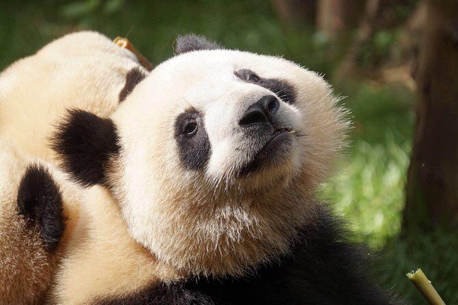 Private Full-Day Tour: Chengdu City Highlights - Who Will Love This Tour?