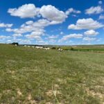 Private Full-Day Tour to Huitengxile Grassland from Hohhot - The Details of the Huitengxile Grassland Tour