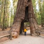 Private Giant Sequoia Grove Hike - The Itinerary: what to Expect