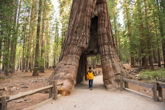 Private Giant Sequoia Grove Hike - The Itinerary: what to Expect