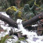 Private Guided Rainforest Hike in Victoria - Final Thoughts