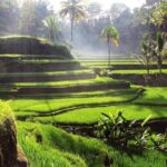 Private Guided Tour in Ubud - Practical Details and Tips