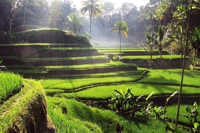 Private Guided Tour in Ubud - Practical Details and Tips