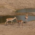 Private Half- Day Bishnoi Village Safari Day Tour In Jodhpur - What to Expect and Practical Tips