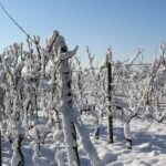 Private Half-Day Custom Wine Tasting Tour of Niagara-on-the-Lake - A Deep Dive into the Experience