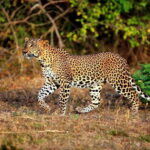 Private Half-Day Safari at Yala National Park - Why You Should Consider This Safari