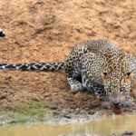 Private Half Day Safari Tour to Yala NP From Tangalle and Drop Back - The Value of a Private Safari