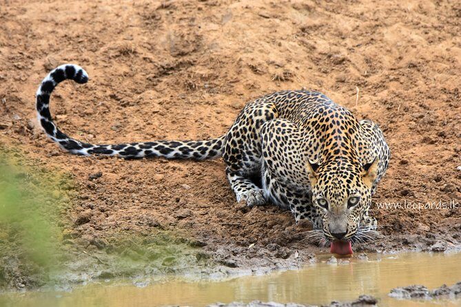 Private Half Day Safari Tour to Yala NP From Tangalle and Drop Back - The Value of a Private Safari