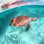 Private Half Day Tour in Cenote Cave and Swimming with Turtles - FAQs