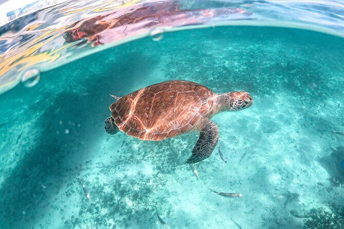 Private Half Day Tour in Cenote Cave and Swimming with Turtles - FAQs