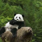 Private Half-Day Tour to Chengdu Panda Base - What to Expect on Your Panda Adventure