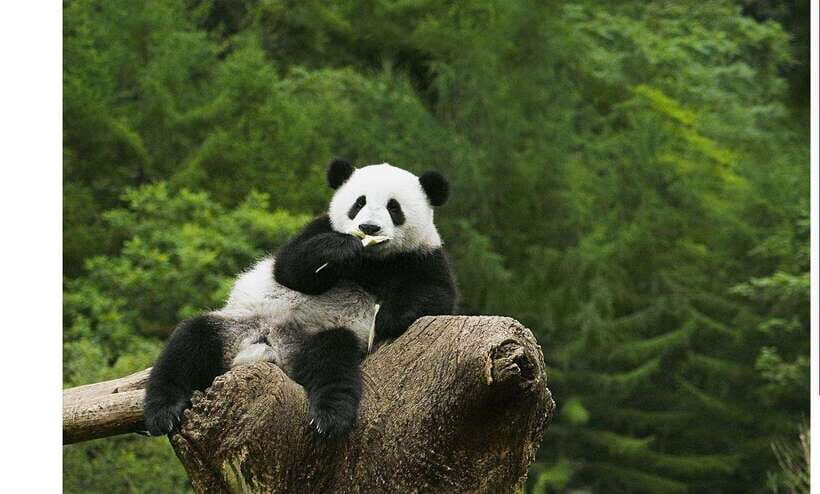 Private Half-Day Tour to Chengdu Panda Base - What to Expect on Your Panda Adventure